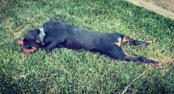 DOG AGGRESSION BOOT CAMP STUDIO CITY 818-216-8960